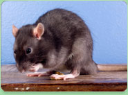 rat control Letchworth